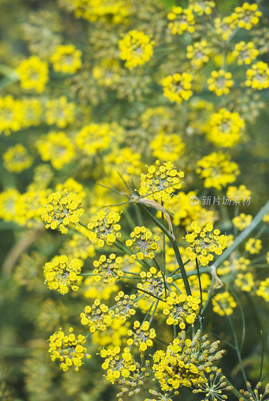 莳萝(Anethum grave - olens)花- I